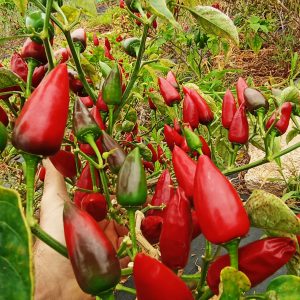 Agricultura ecológica en Canarias